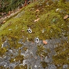 Plants: image 76 Of 208 Thumb